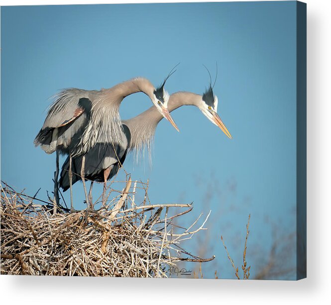 Great Blue Acrylic Print featuring the photograph What are you lookin' at? by Judi Dressler