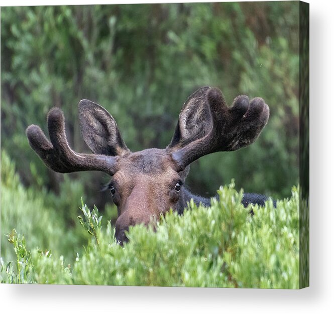 Bull Moose In Willows Acrylic Print featuring the photograph Whatchu Lookin At? by Laura Terriere
