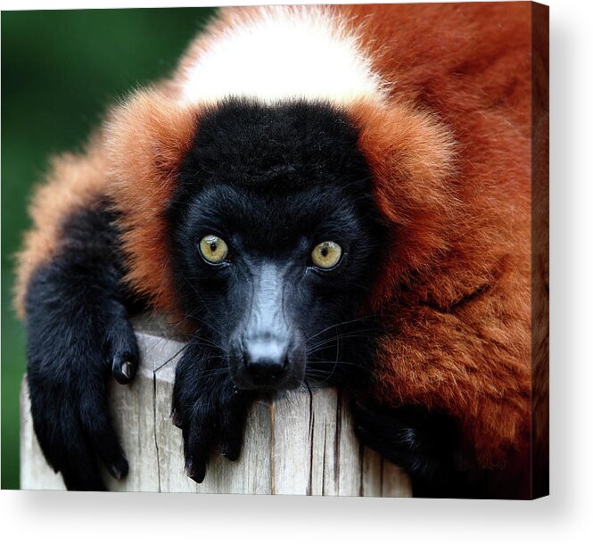 Red Ruffed Lemur Acrylic Print featuring the photograph Whatchya Lookin At by Lens Art Photography By Larry Trager