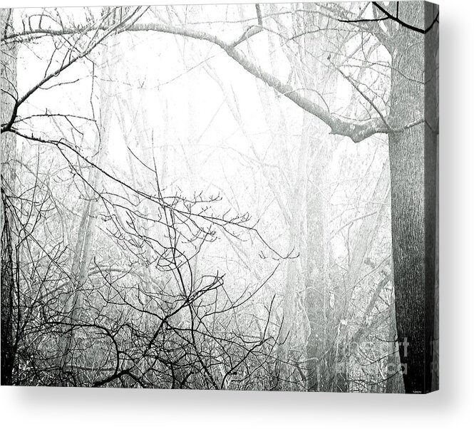Fog Acrylic Print featuring the photograph Whitby66 Fogged Forest by Lizi Beard-Ward