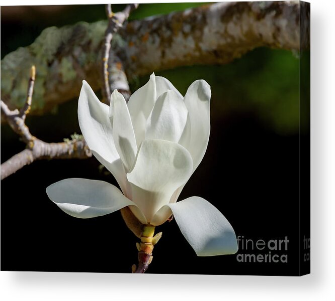 Magnolia Blossoms Acrylic Print featuring the photograph White Magnolia Blossom, 1 by Glenn Franco Simmons