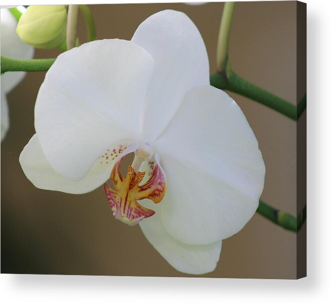 White Acrylic Print featuring the photograph White Orchid by Yvonne M Smith