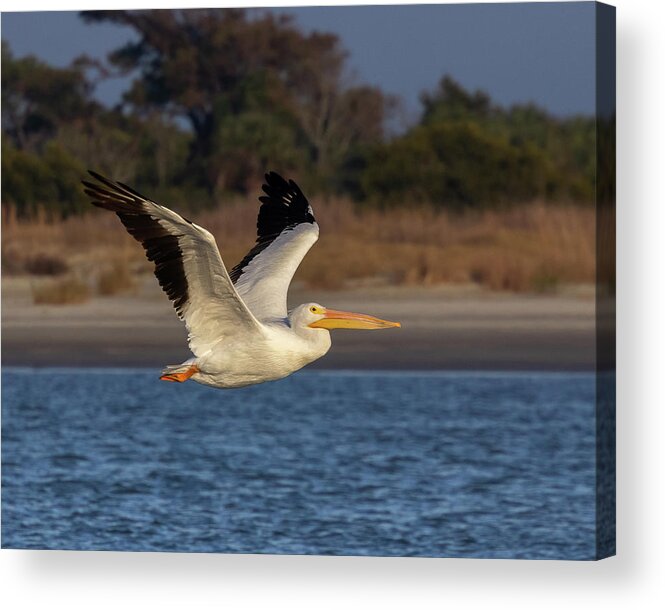 American White Pelican Acrylic Print featuring the photograph White Pelican in Flight by Patricia Schaefer