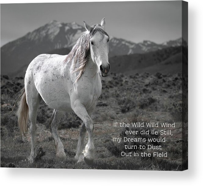 Wild Horses Acrylic Print featuring the photograph Wild, Wild Wind by Mary Hone