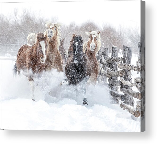 Horse Acrylic Print featuring the photograph Winter Thunderland by Dawn Key