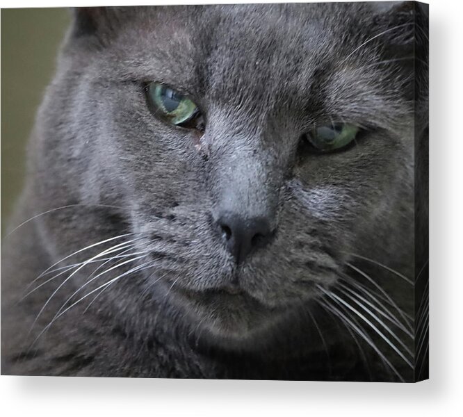 Cat Acrylic Print featuring the photograph Wise Old Cat by M Kathleen Warren