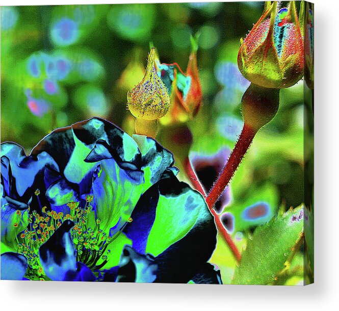 Rose Acrylic Print featuring the digital art Wow Rose by Nancy Olivia Hoffmann