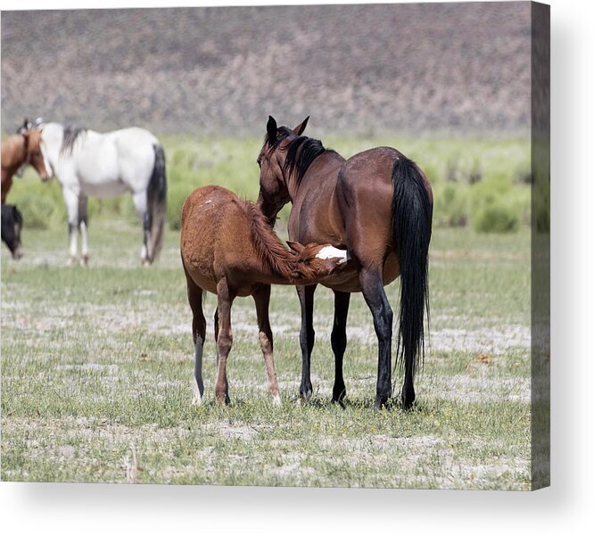 Eastern Sierra Acrylic Print featuring the photograph Young Colt Nursing by Cheryl Strahl
