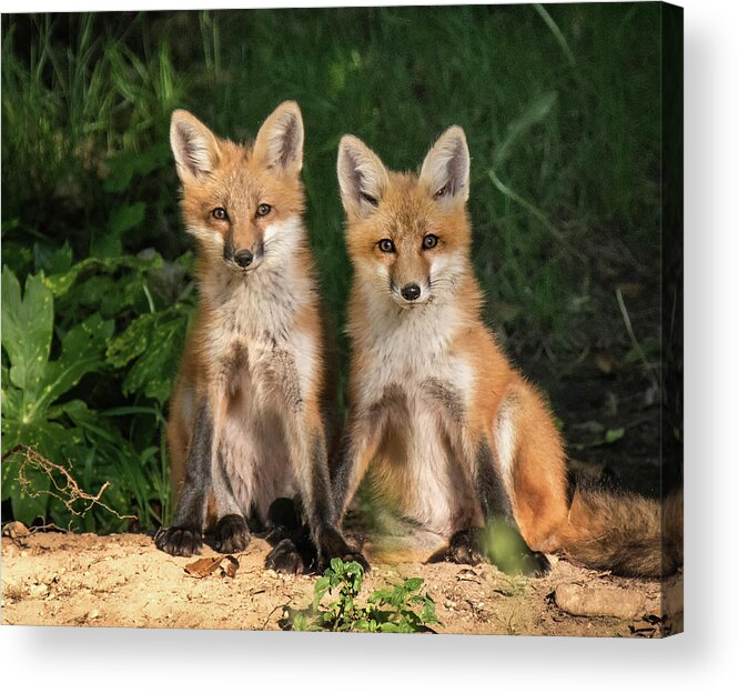 Fox Acrylic Print featuring the photograph Young Fox in the Wild by Edward Shotwell