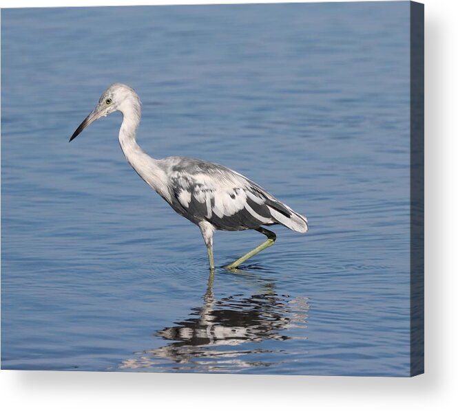 Little Blue Heron Acrylic Print featuring the photograph Young little Blue Heron 2 by Mingming Jiang