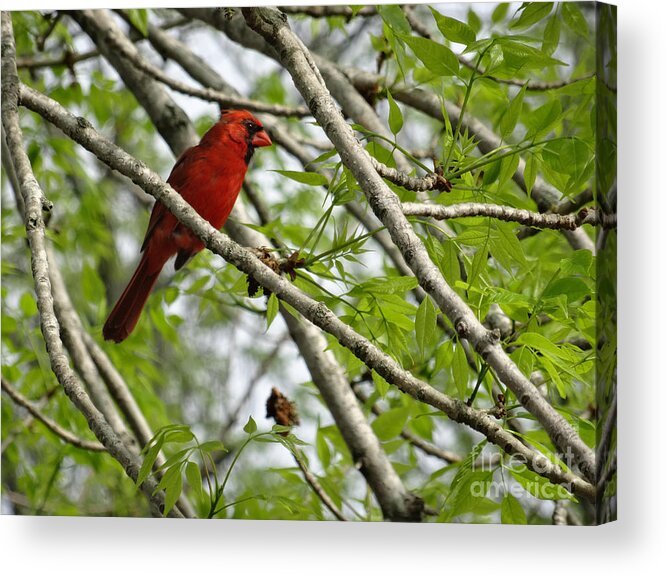 Birds Acrylic Print featuring the photograph Cardinal Saturday Morning by Christopher Plummer