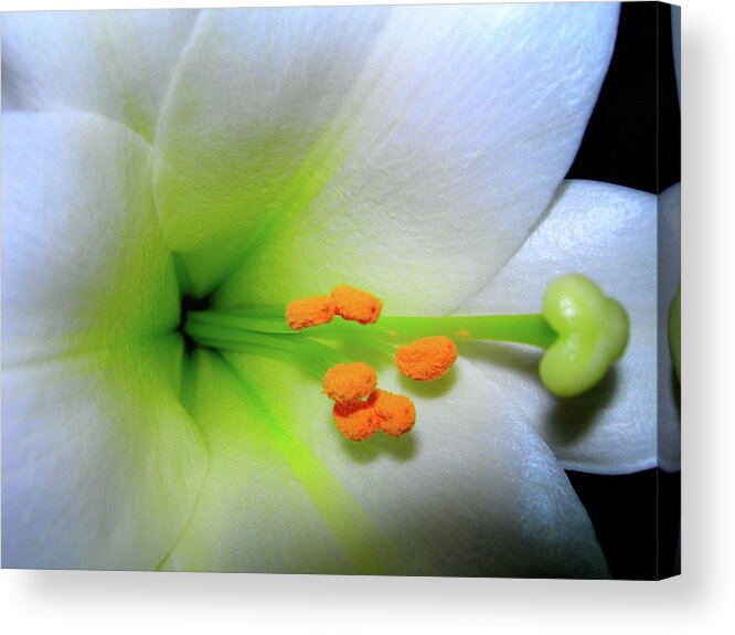 Lilies Acrylic Print featuring the photograph  Easter A New Beginning by Randy Rosenberger