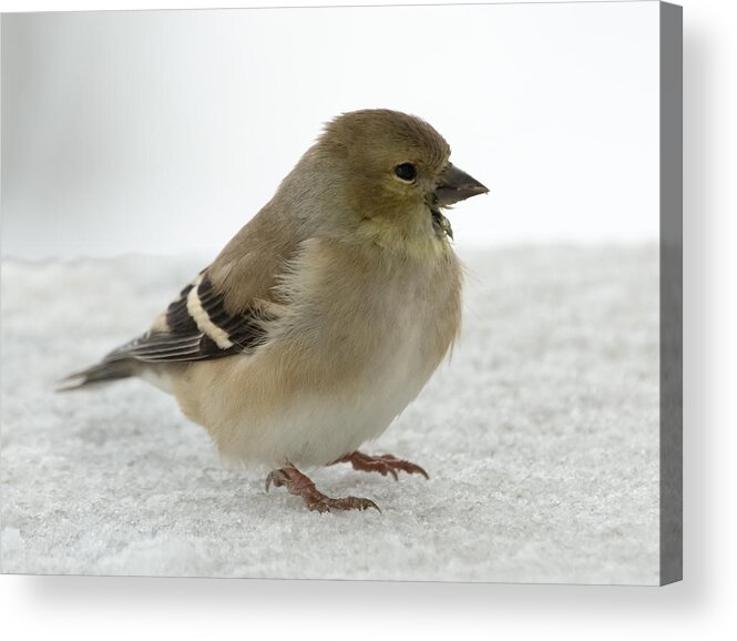 Jan Holden Acrylic Print featuring the photograph American Goldfinch in the Snow by Holden The Moment
