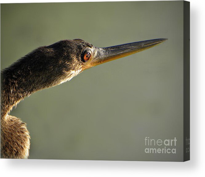 Wading Birds Acrylic Print featuring the photograph Anhinga #3 by Savannah Gibbs