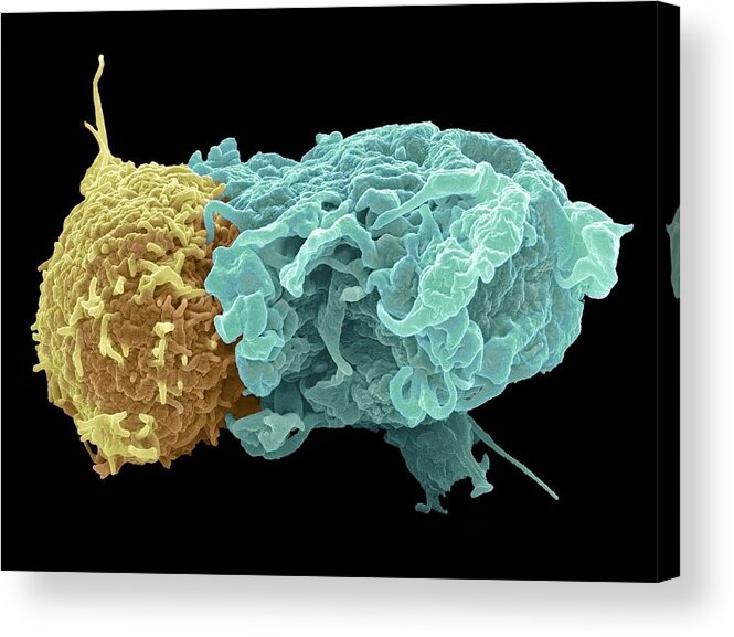 T Helper Lymphocyte Acrylic Print featuring the photograph Antigen presentation, SEM #1 by Science Photo Library