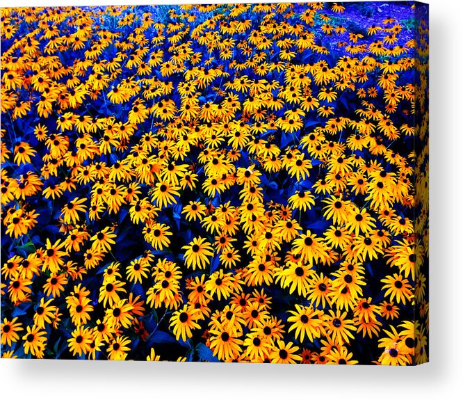 Black Eyed Susan Acrylic Print featuring the photograph Black Eyed Susan Flowers #2 by Cristina Stefan