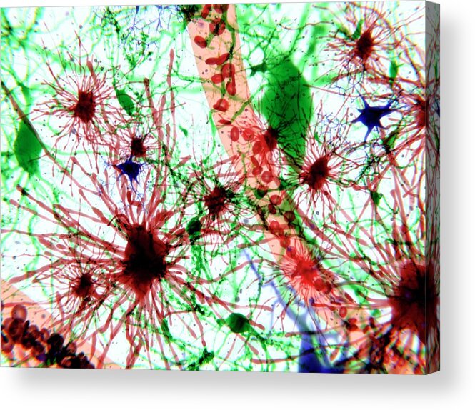 Art Acrylic Print featuring the photograph Brain Cells, Illustration #1 by Juan Gaertner