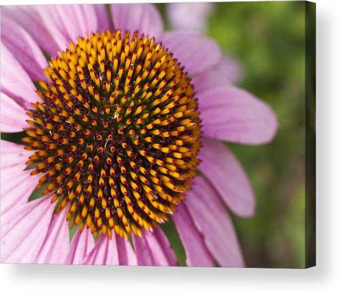 Cumc Acrylic Print featuring the photograph Cone Flower-2 by Charles Hite