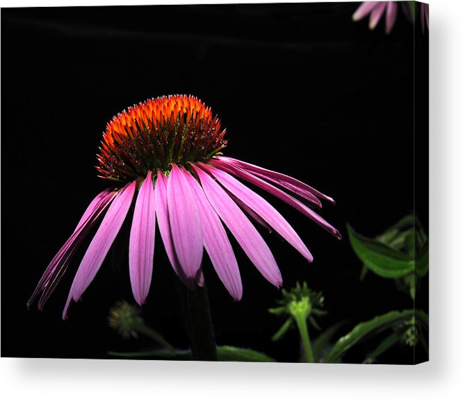 Cone Acrylic Print featuring the photograph Cone Flower #1 by David Armstrong