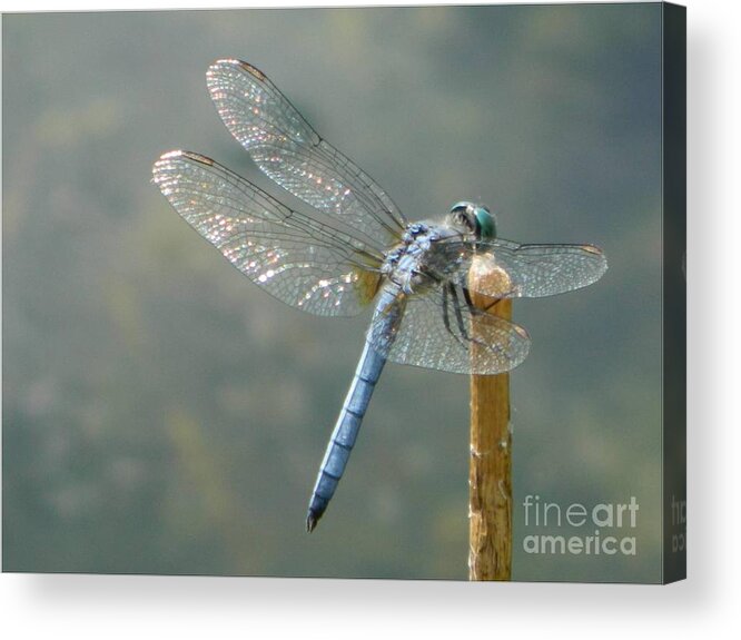 Blue Acrylic Print featuring the photograph Dragonfly on Stick #1 by Gallery Of Hope 