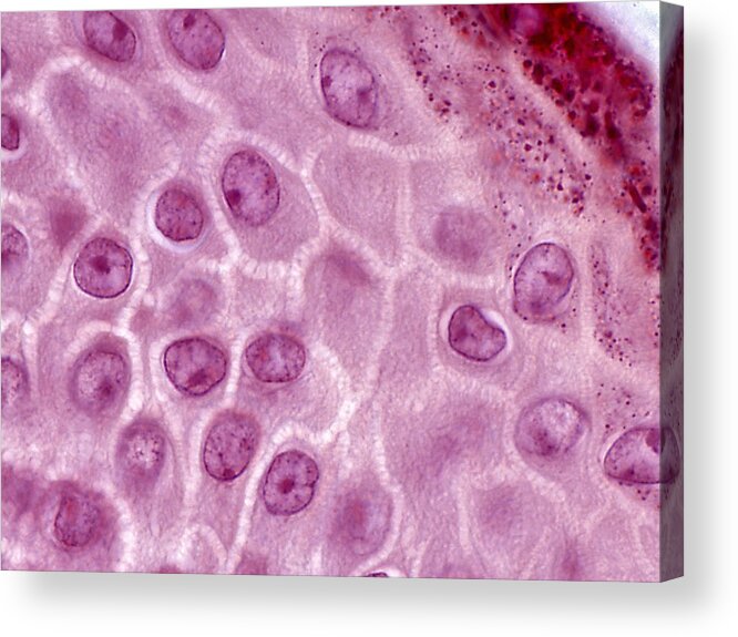 Skin Acrylic Print featuring the photograph Epidermis Lm #2 by Alvin Telser