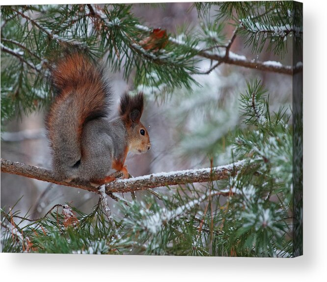 Eurasian Red Squirrel Acrylic Print featuring the photograph Eurasian red squirrel #1 by Jouko Lehto