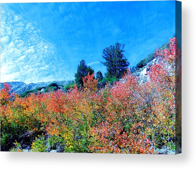 Sky Acrylic Print featuring the photograph Fall Is Here #2 by Marilyn Diaz