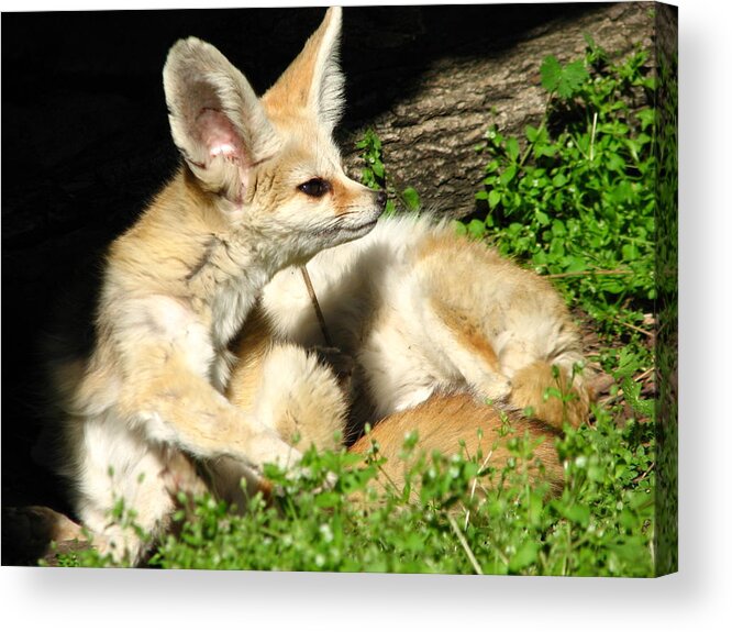 Fennec Fox Acrylic Print featuring the photograph Fennec Foxes #1 by Cleaster Cotton