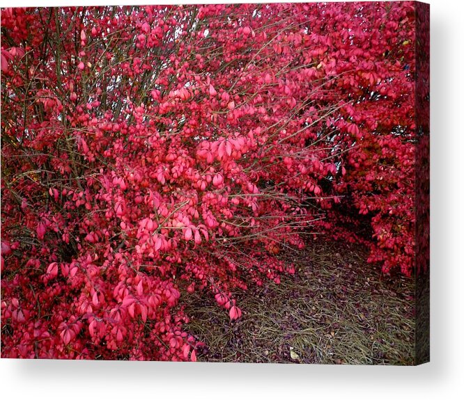 Plant Acrylic Print featuring the photograph Fire Bush #1 by Pete Trenholm