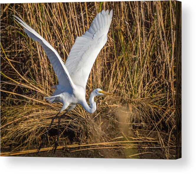 Screensaver Acrylic Print featuring the photograph Flying White Egret #1 by Gregory Daley MPSA