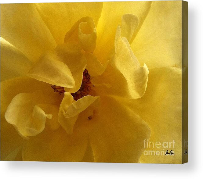 Floral Photograph Acrylic Print featuring the photograph Gracefully Yellow #1 by Geri Glavis