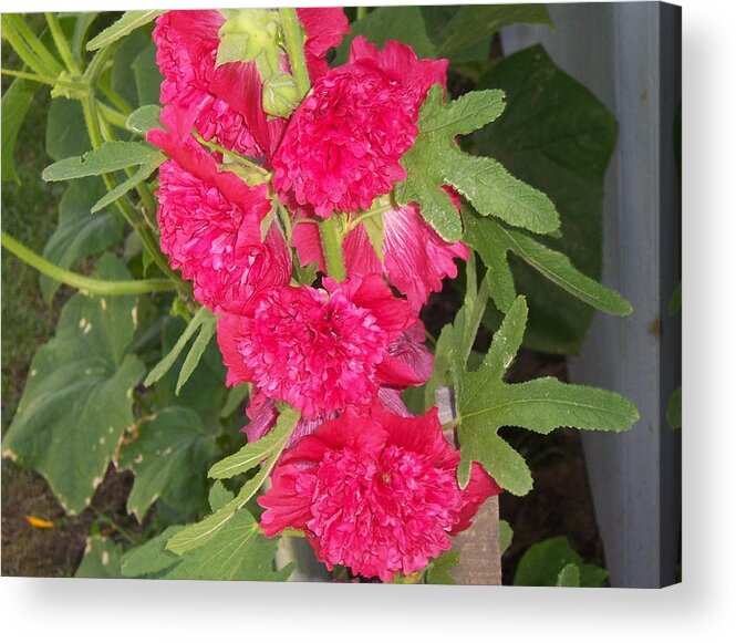 Flower Acrylic Print featuring the photograph Hollyhock #1 by John Mathews