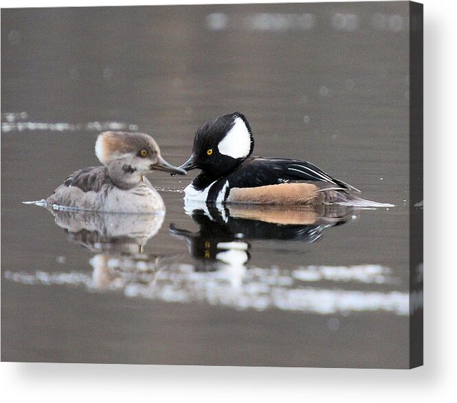 Hooded Merganser Ducks Acrylic Print featuring the photograph Hooded Merganser Pair Crossed #1 by John Dart