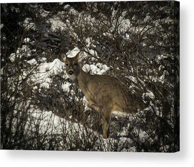 Whitetail Deer Acrylic Print featuring the photograph I See You by Thomas Young