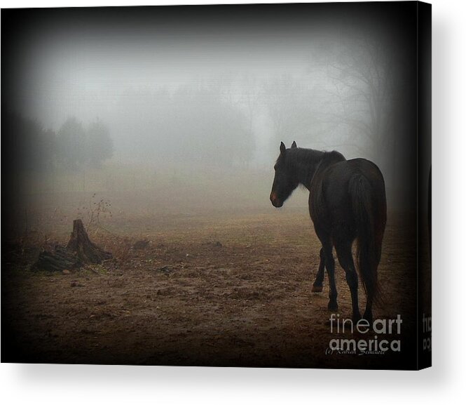 Horses Acrylic Print featuring the photograph Into the Mist #1 by Rabiah Seminole