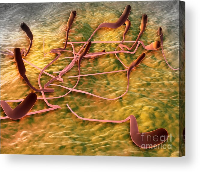 No People Acrylic Print featuring the digital art Microscopic View Of Sperm #1 by Stocktrek Images