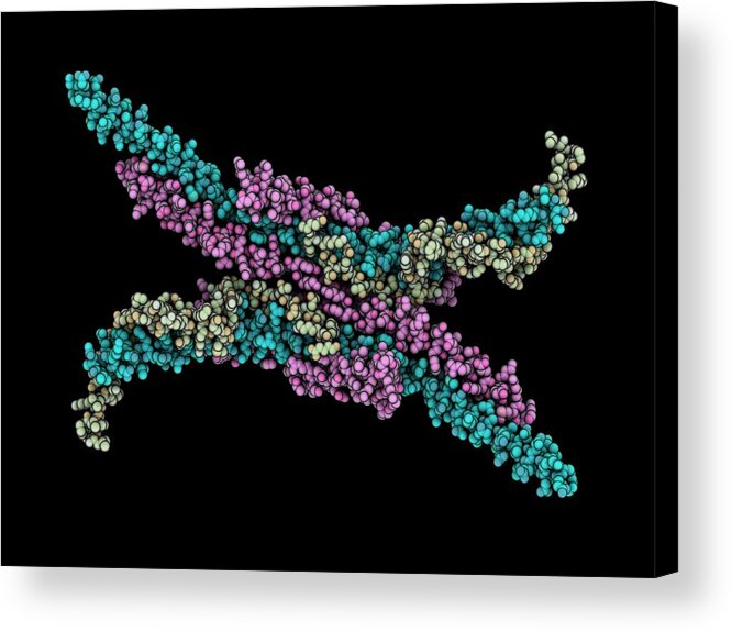 Art Acrylic Print featuring the photograph Mitochondrial Atp Synthase Stator by Laguna Design/science Photo Library