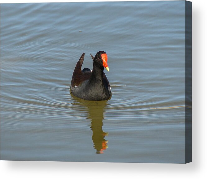 Moorhen Acrylic Print featuring the photograph Moorhen by Carl Moore