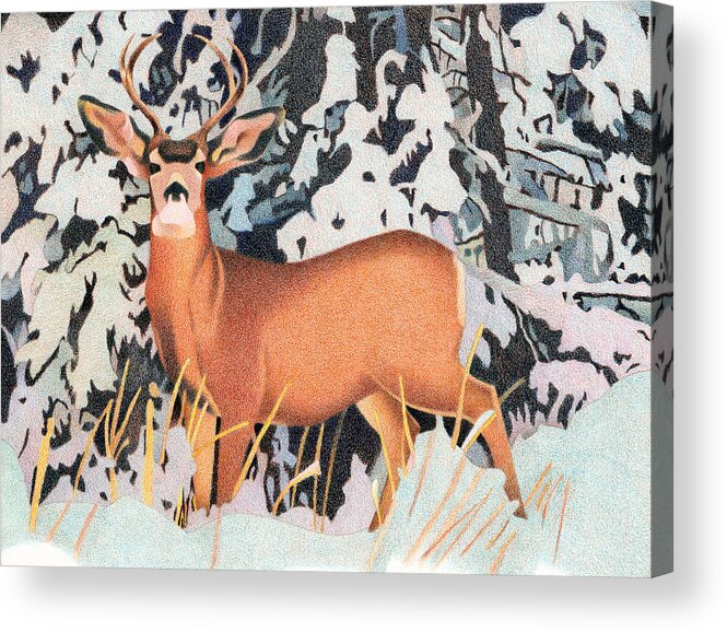 Art Acrylic Print featuring the drawing Mule Deer #2 by Dan Miller