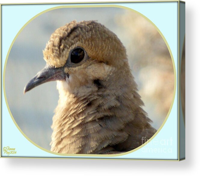 Bird Acrylic Print featuring the photograph My Best Side #1 by Rennae Christman