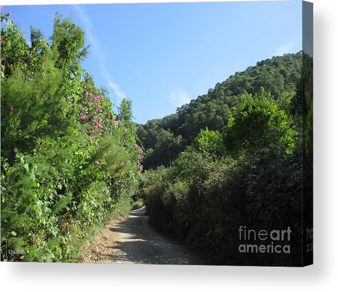 Path Acrylic Print featuring the photograph Path in Istan #1 by Chani Demuijlder