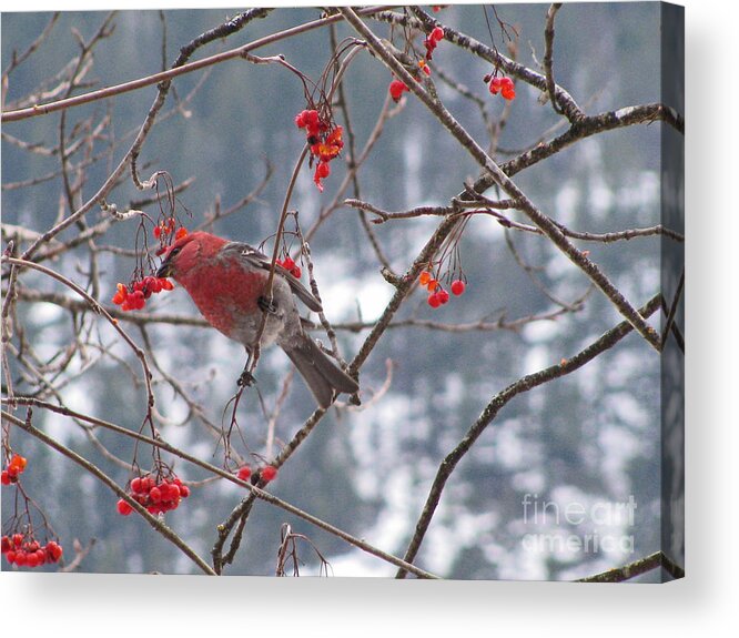 Pine Acrylic Print featuring the photograph Pine Grosbeak and Mountain Ash #1 by Leone Lund