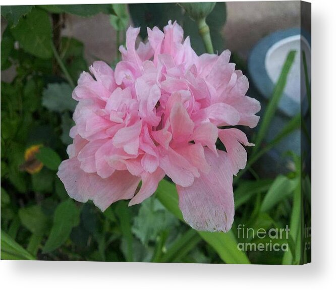 Pink Peony Acrylic Print featuring the photograph Pink Peony #1 by Charlotte Gray