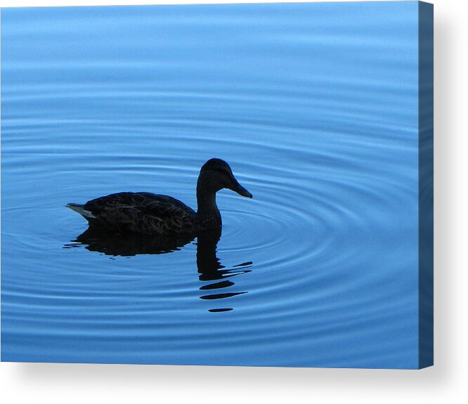 Water Acrylic Print featuring the photograph Pondering by Tikvah's Hope