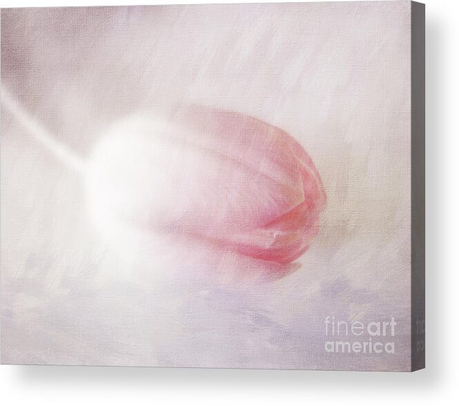 Tulip Acrylic Print featuring the photograph Pretty in Pink #1 by Lynn Bolt