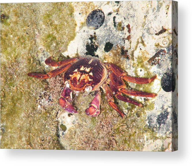 Crab Acrylic Print featuring the photograph Purple Rock Crab #1 by Tony Schaufelberger
