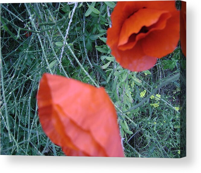 Flowers Acrylic Print featuring the photograph Red Flower #1 by Moshe Harboun