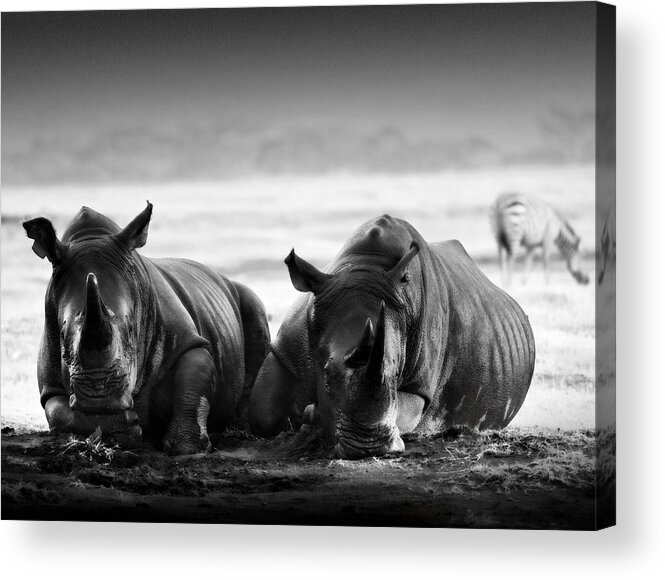 Africa Acrylic Print featuring the photograph Resting In The Rain #1 by Mike Gaudaur