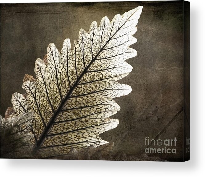 Leaf Acrylic Print featuring the photograph Shapes of Hawaii 2 by Ellen Cotton