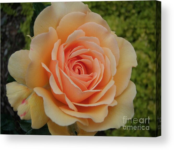 Rose Acrylic Print featuring the photograph Summer Rose #1 by Nona Kumah